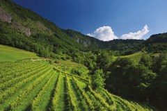 Bottega diventa sostenitore della Fondazione Slow Food per la biodiversità