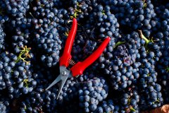 Vino: al via la vendemmia, Italia leader mondiale