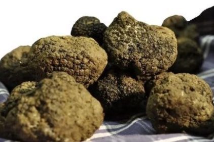 Il tartufo entra nel Patrimonio Culturale Immateriale dell’UNESCO